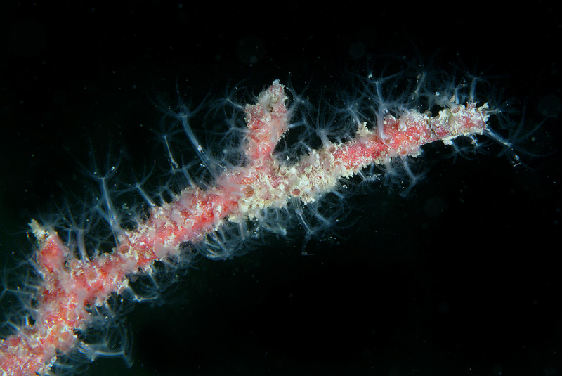 Cnidaria - Paramuricea clavata (Risso, 1826)